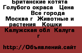 Британские котята Голубого окраса › Цена ­ 8 000 - Все города, Москва г. Животные и растения » Кошки   . Калужская обл.,Калуга г.